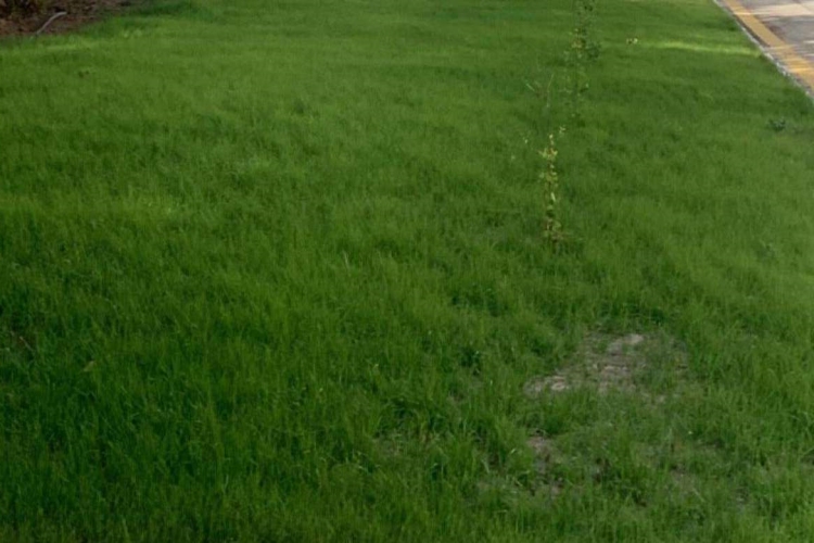 Çimen Tohumu Nasıl Ekilir?