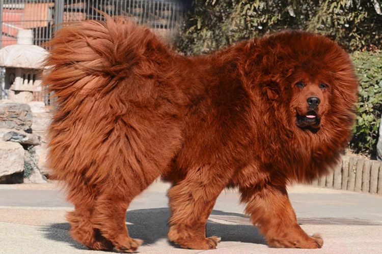 Çin Aslanı Köpek Fiyatı 2023 Ne Kadar?