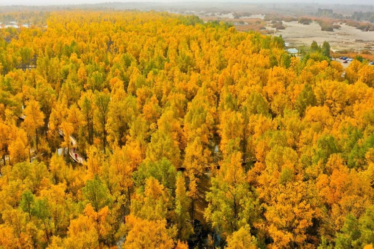 Çin Kavağı Ne Zaman Çiçek Açar?