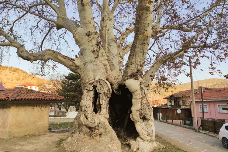 Çınar Ağacı Hangi Bölgede Yetişir?