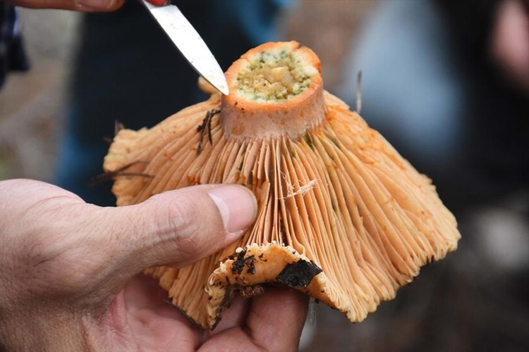 Çınar Ağacı Mantarı Yenir Mi?