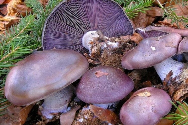 Cincile Mantarı Hangi Ayda Çıkar?