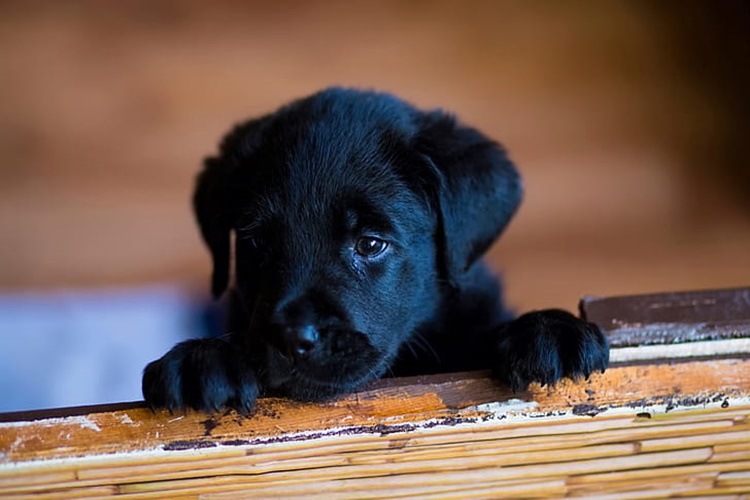 Cinler Köpek Kılığına Girer Mi?
