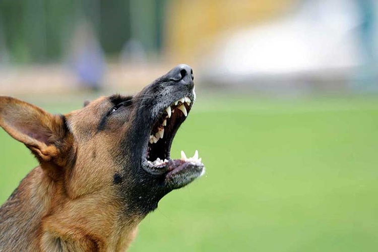 Cinler Köpeklere Zarar Verir Mi?