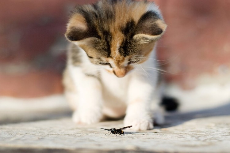 Cins Kedi Böcek Yerse Ne Olur?