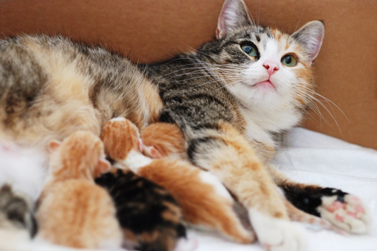 Cins Kedi Fiyatı 2023 Ne Kadar?