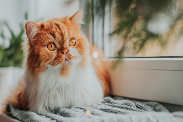 Cins Kedi Yoğurt Yer Mi?