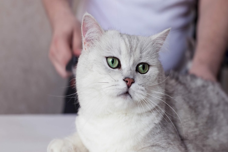 Cins Kedilere Aşı Yapılmazsa Ne Olur?