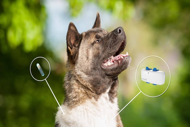 Çipli Köpek Nasıl Bulunur?