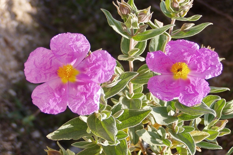 Cistus Hamileler Kullanabilir Mi?