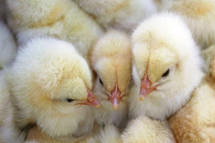 Civciv Hakkında Merak Edilen Bilgiler