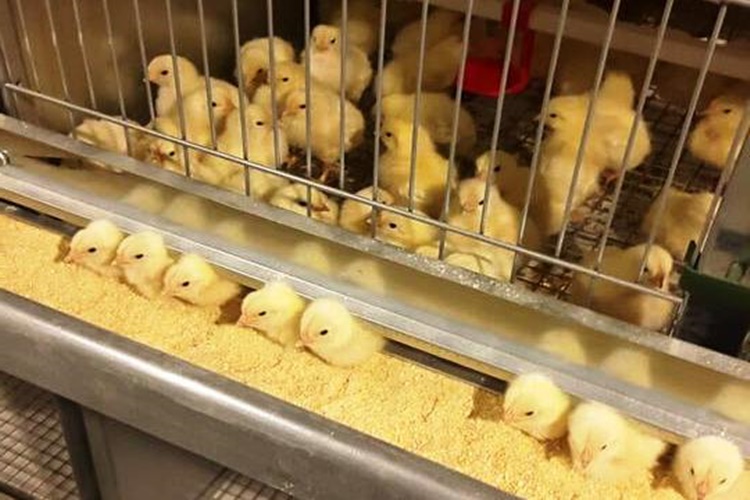 civciv yetistirme guncel oku civciv yetistirme guncel oku