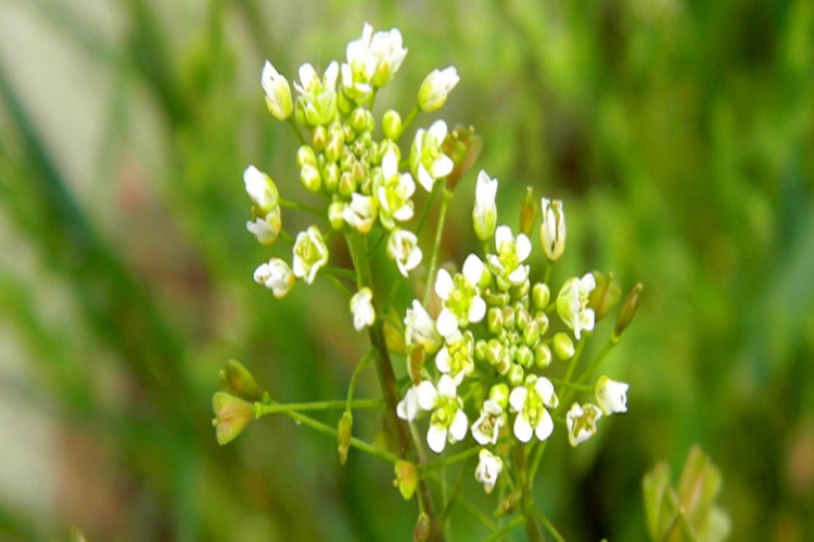 Çoban Çantası Kimler Kullanamaz? Güncel Oku