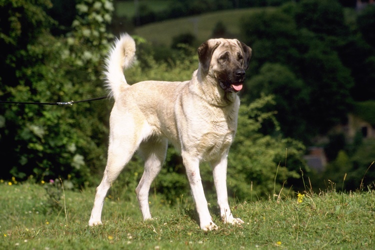 Çoban Köpeği Fiyatı 2023 Ne Kadar?
