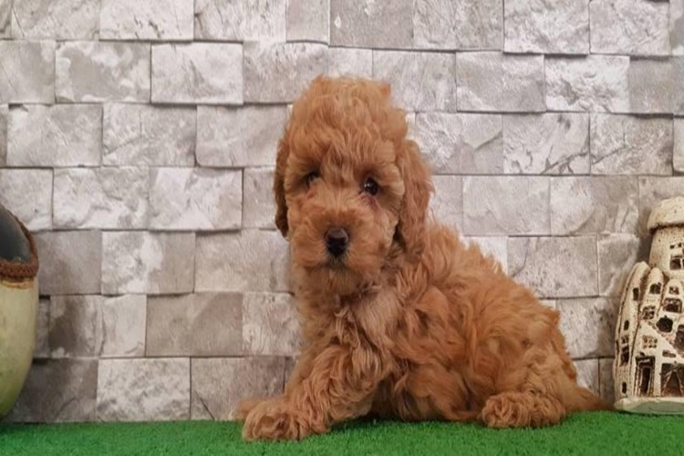 Cockapoo Tüy Döker Mi?