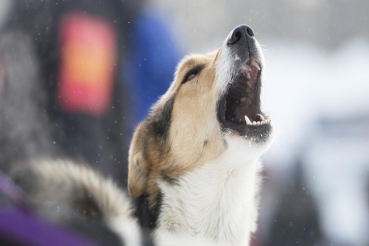 Çok Havlayan Köpek Nasıl Eğitilir?