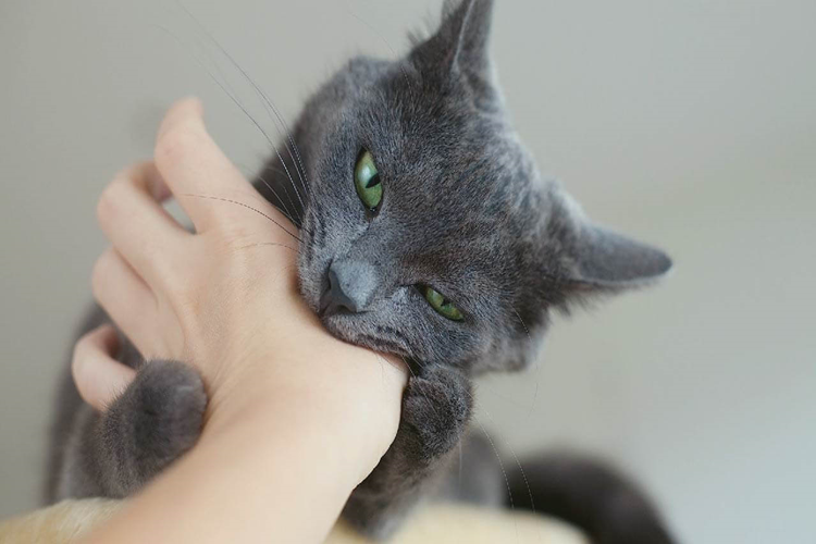 Çok Isıran Kedi Nasıl Eğitilir?