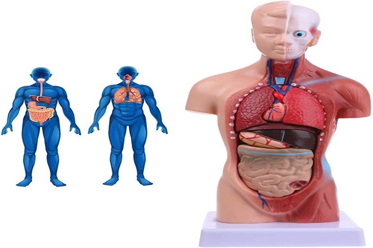 Çoklu Organ yetmezliği Geçer Mi?