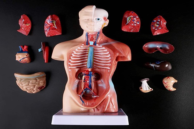 Çoklu Organ Yetmezliği Ne Kadar Yaşar?