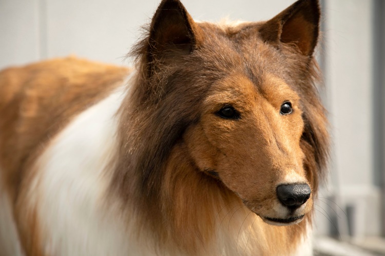 Collie Cinsi Köpek Fiyatı 2023 Ne Kadar?