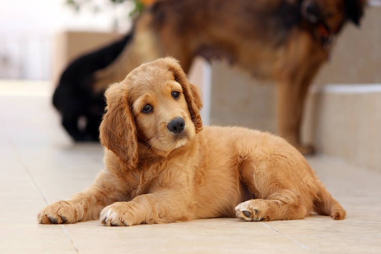 Cookie Köpek Fiyatı 2023 Ne Kadar?