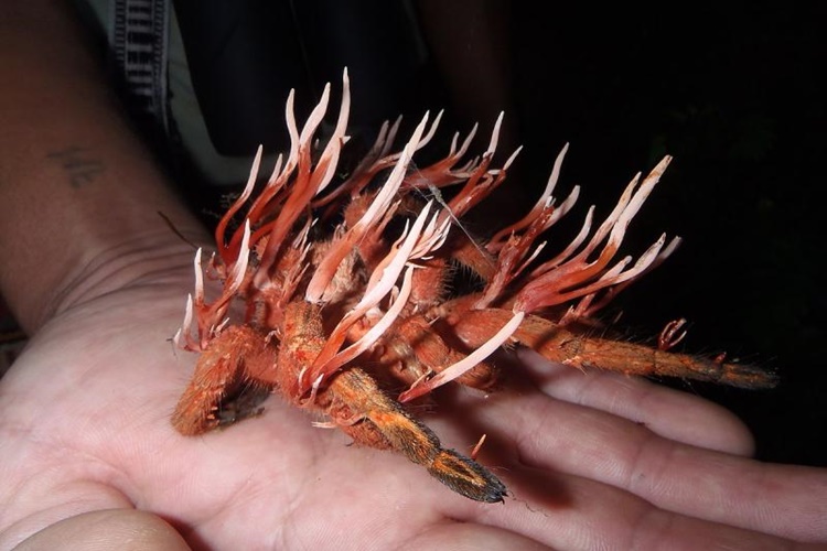 Cordyceps İnsana Bulaşır Mı?