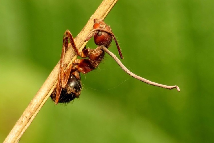 Cordyceps İnsana Zarar Verir Mi?