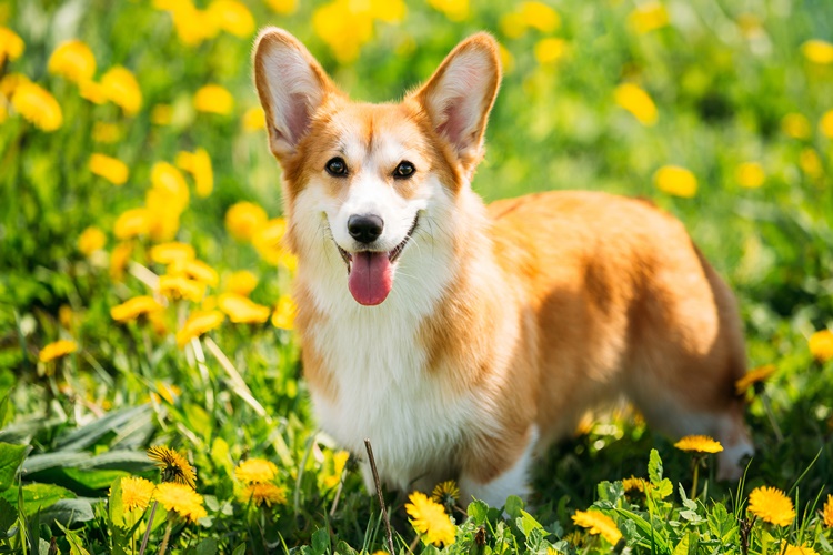 Corgi Köpek Fiyatı 2023 Ne Kadar?