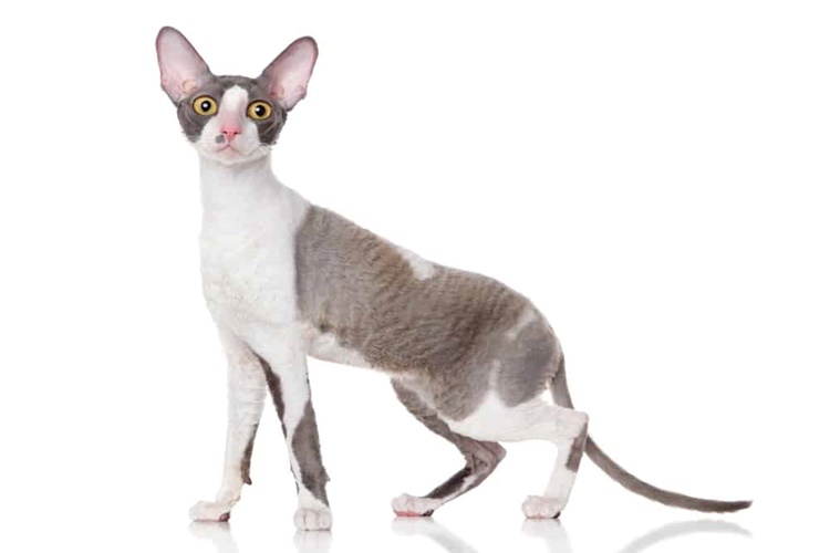 Cornish Rex Kedisi Bakımı Nasıl Olur?