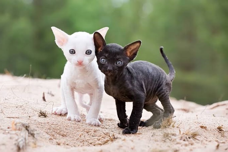 Cornish Rex Kedisi Beslemek Yasak Mı?