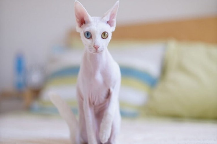 Cornish Rex Kedisi Özellikleri Nelerdir?