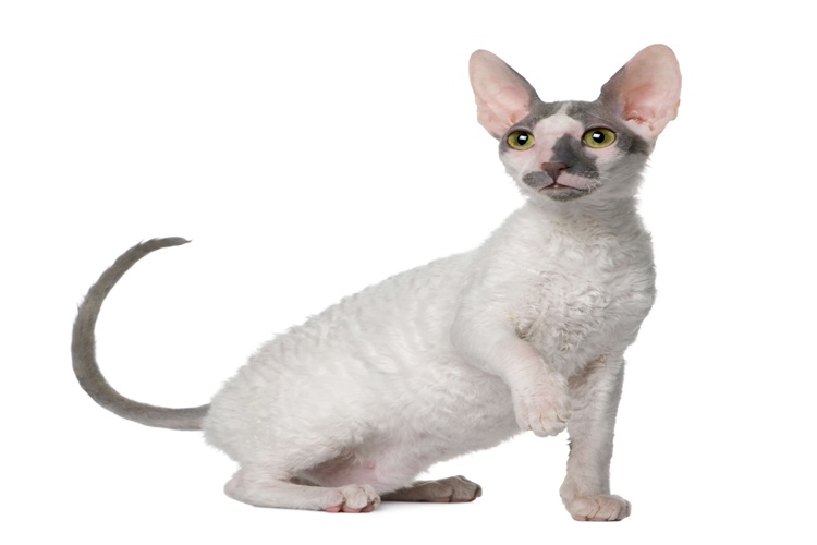 Cornish Rex Kedisi Özellikleri Nelerdir?