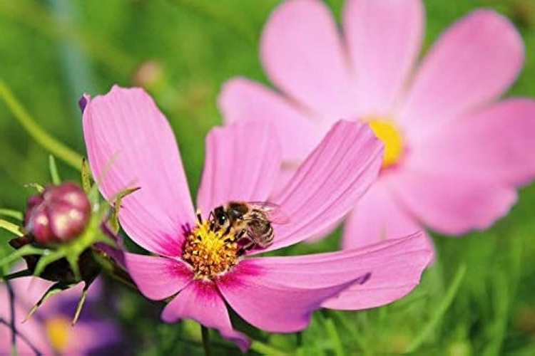 Cosmos Tohumu Nasıl Ekilir?