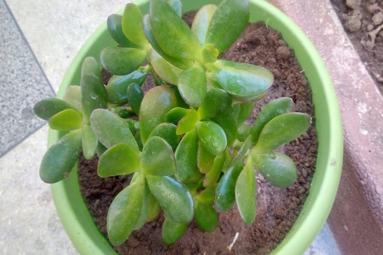 Crassula Ovata Ne Zaman Budanır?