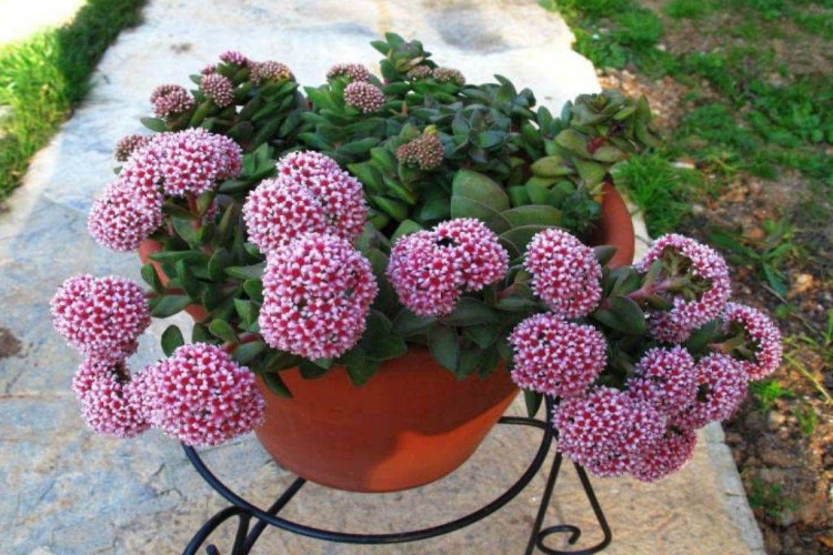 Crassula Springtime Ne Zaman Çiçek Açar?