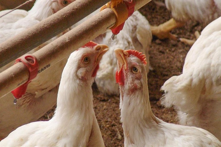  Crd Tavuk Hastalığı İnsana Bulaşır Mı?
