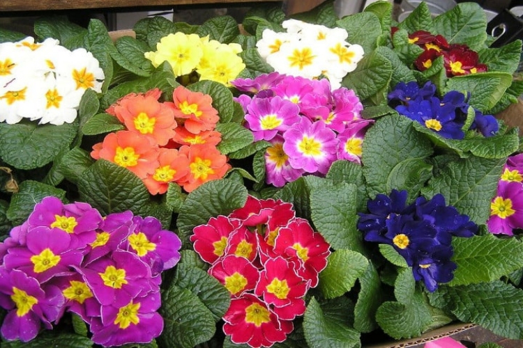 Çuha Çiçeği Zehirli Mi?