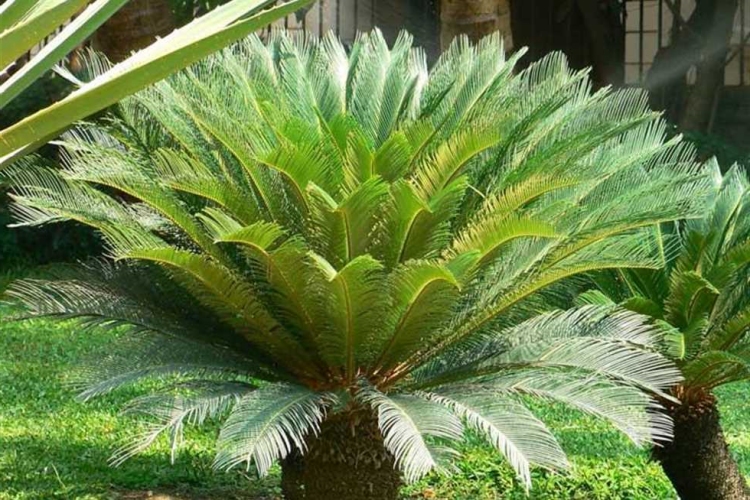 Cycas Tohumu Nasıl Ekilir?
