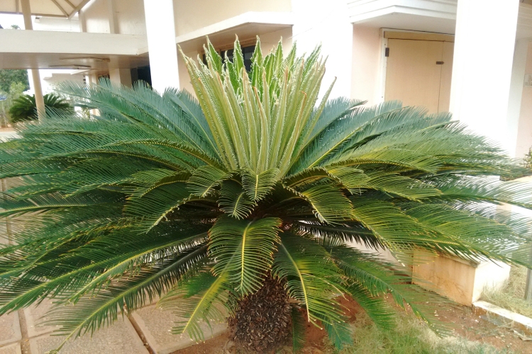 Cycas Zehirli Mi?