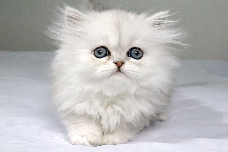 Cymric Kedi Bakımı Nasıl Yapılır?