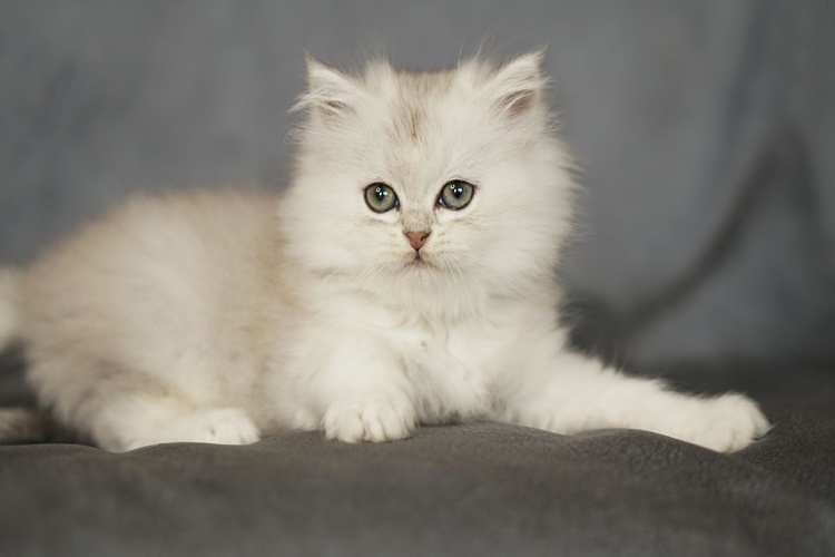 Cymric Kedi Nerede Bulunur?