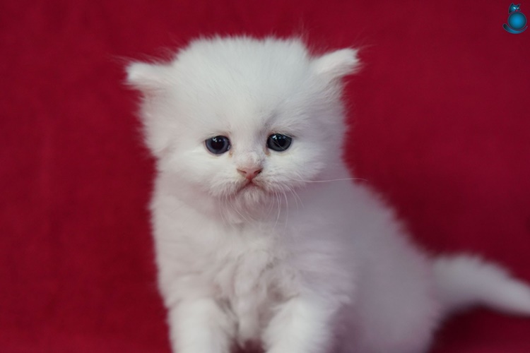 Cymric Kedi Özellikleri Nelerdir?