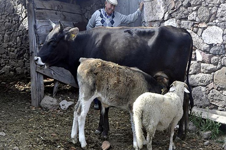 Dabak İnsana Bulaşır Mı?