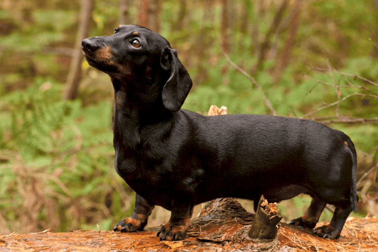 Dachshund Köpek Bakımı Nasıl Olur?