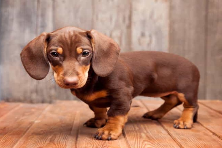 Dachshund Köpek Özellikleri Nelerdir?