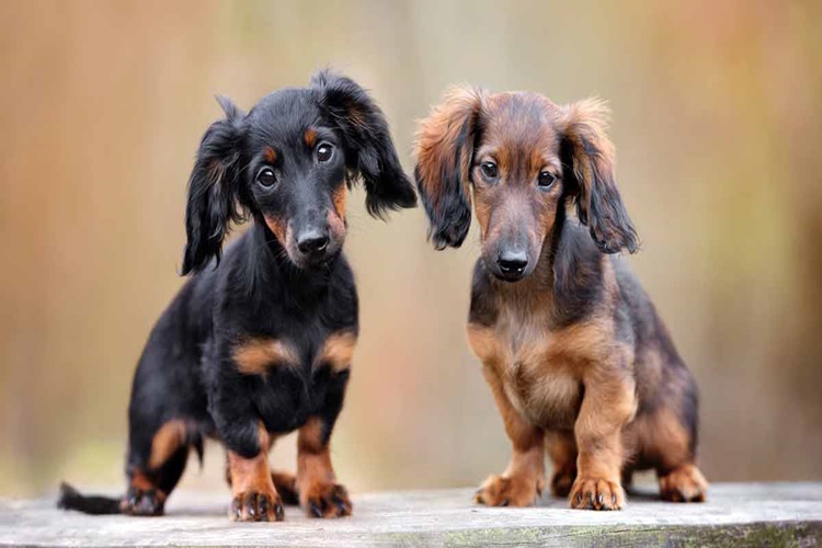 Dachshund Köpek Tüy Bakımı Nasıl Olur?