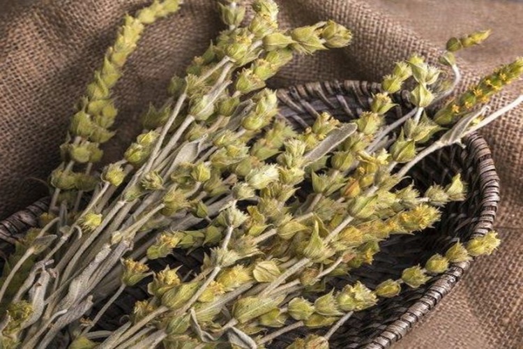 Dağ Çayı İle İlgili Bilinmesi Gerekenler