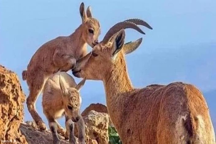 Dağ Keçisi Avlama Cezası Nedir?