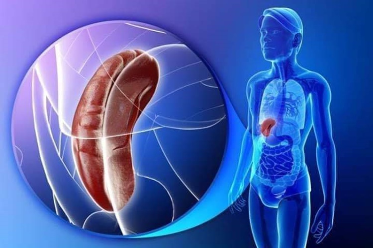 Dalak Büyümesi İçin Bitkisel Çözüm Önerileri Nedir?