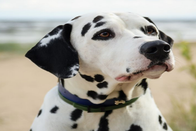 Dalmaçyalı Irk Özellikleri Nelerdir? 